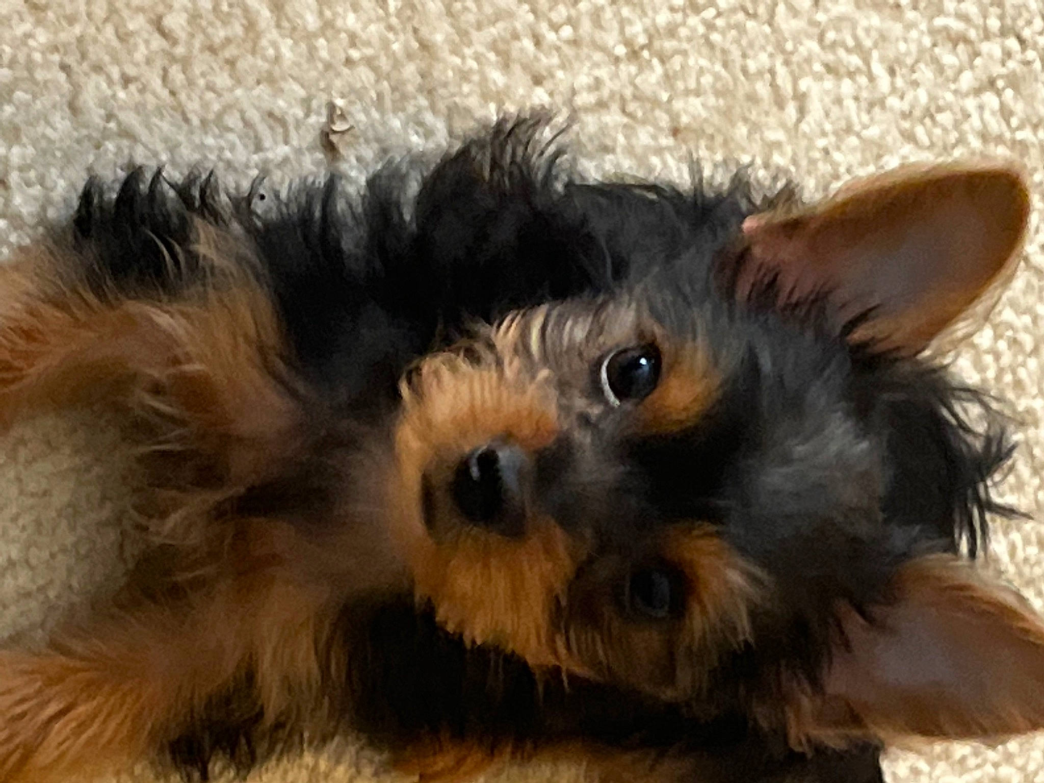 Cardi joined the competition — help win amazing prizes! biewer_terrier, canidae, carnivore, companion_dog, dog, dog_breed, fur, liver, maltepoo, non_sporting_group, paw, puppy, small_terrier, snout, sporting_group, terrestrial_animal, terrier, toy_dog, working_animal, yorkipoo