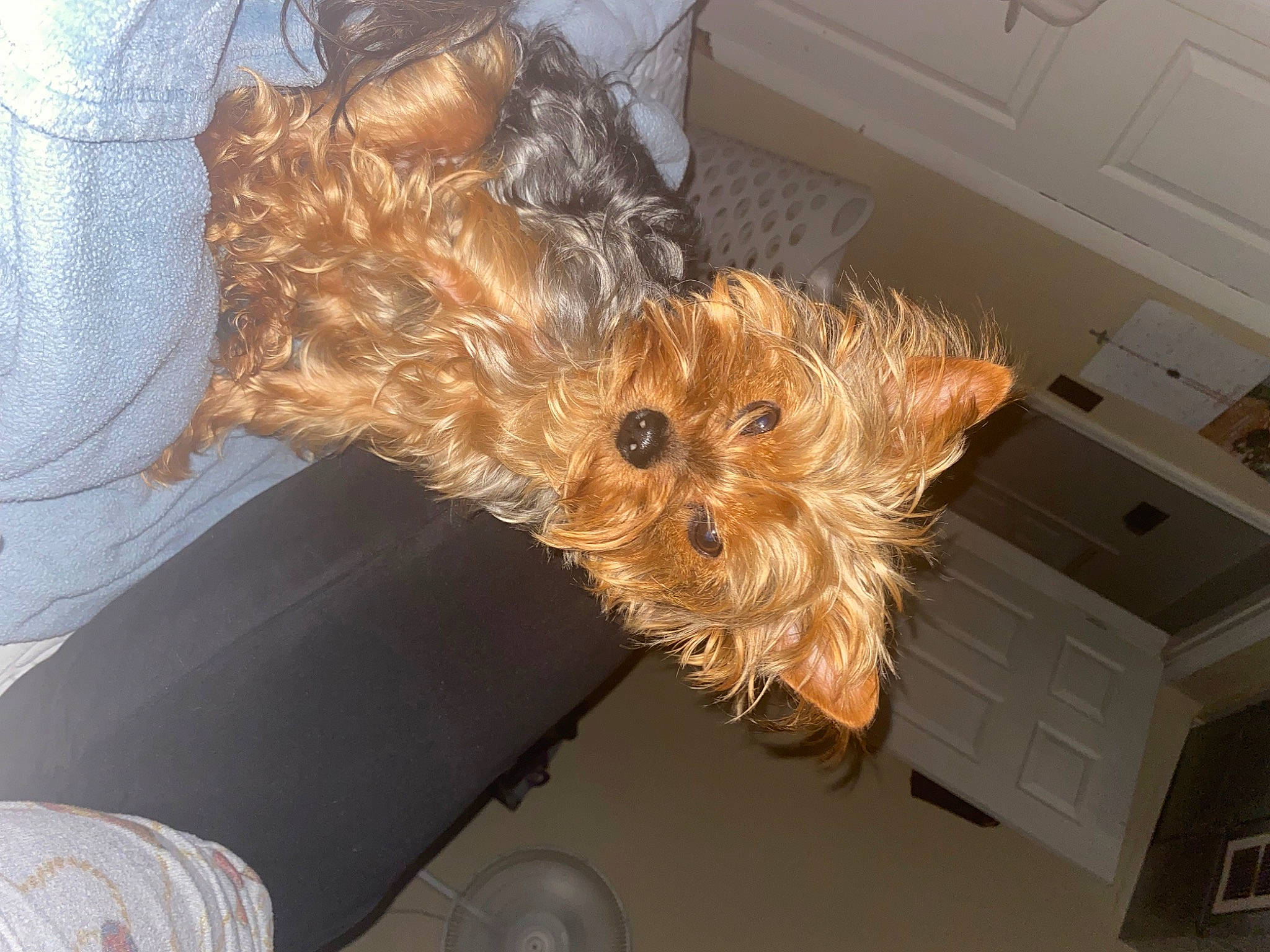 Cardi is registered to the contest to win money with this photo: canidae, carnivore, comfort, companion_dog, dog, dog_breed, dog_supply, fawn, fur, liver, pet_supply, small_terrier, sporting_group, terrier, toy_dog, working_animal