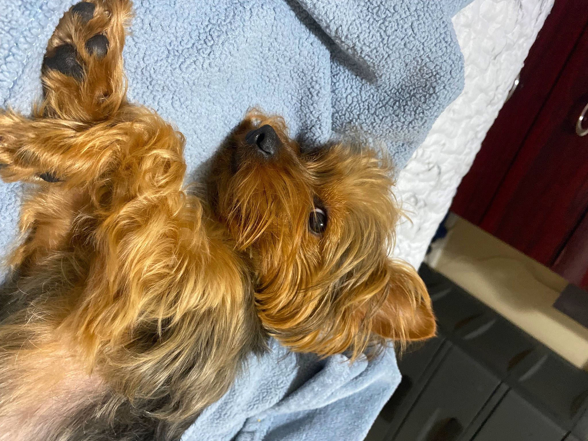 Cardi joined the competition — help win amazing prizes! canidae, carnivore, companion_dog, dog, dog_breed, dog_supply, fashion_accessory, fawn, fur, liver, natural_material, pet_supply, small_terrier, snout, sporting_group, terrier, toy_dog, wood, working_animal