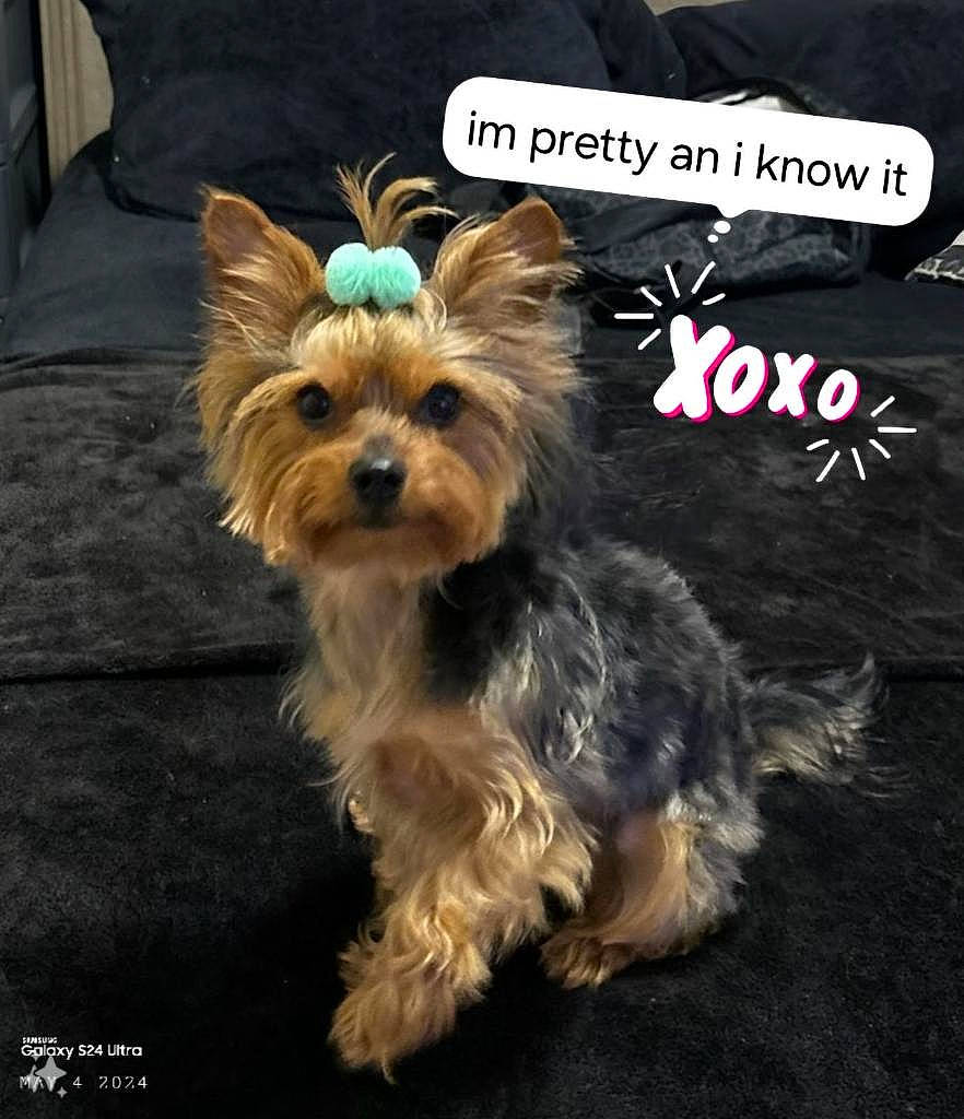 Cardi is registered to the contest to win money with this photo: biewer_terrier, canidae, carnivore, companion_dog, dog, dog_breed, dog_supply, fashion_accessory, fawn, font, fur, liver, photo_caption, small_terrier, snout, sporting_group, toy_dog, water_dog, working_animal, yorkipoo