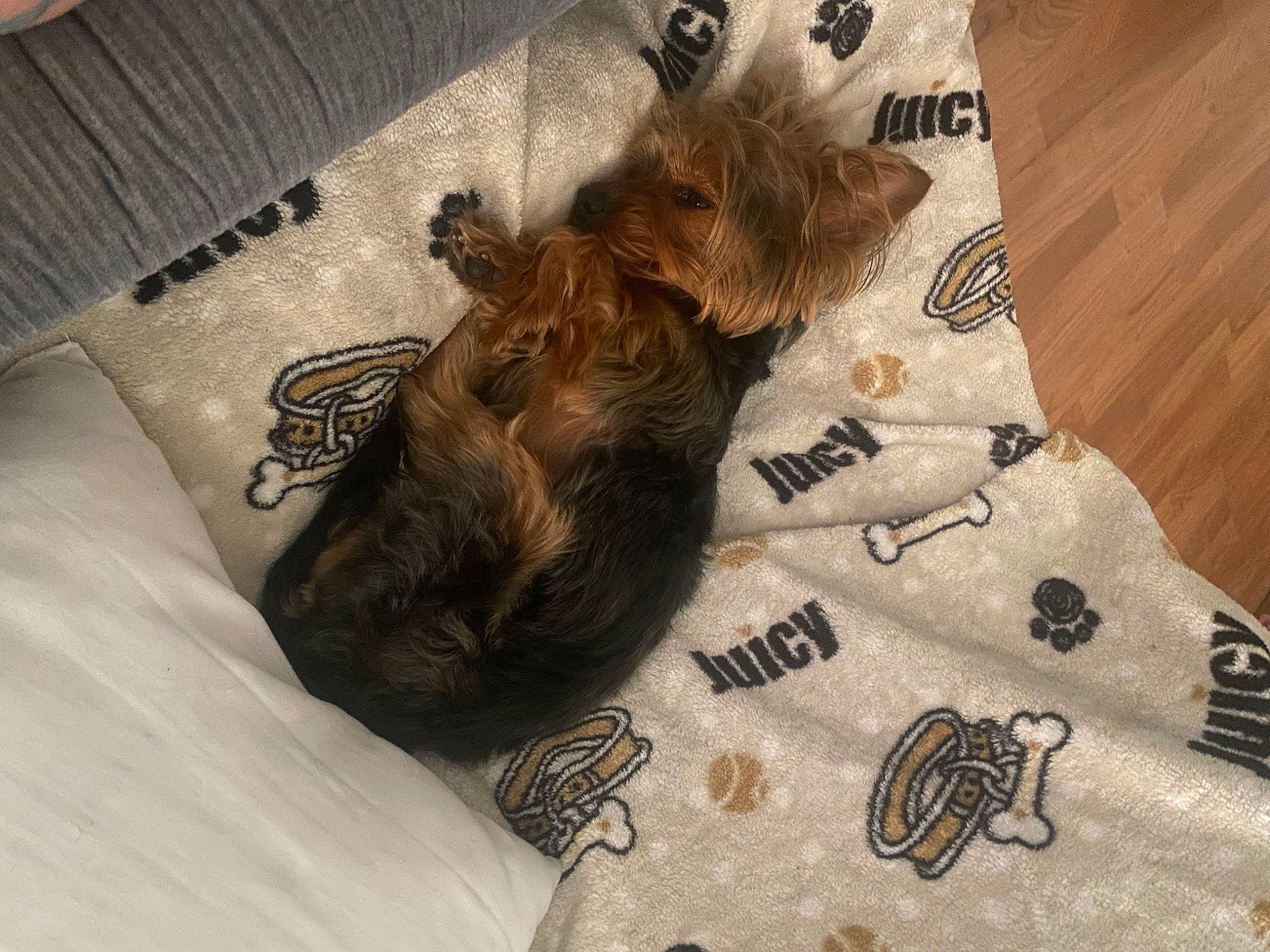 Cardi is registered to the contest to win money with this photo: brown, carnivore, comfort, companion_dog, dog, dog_breed, dog_supply, fawn, felidae, fur, hardwood, linens, liver, pattern, sleeve, sporting_group, tail, textile, toy_dog, wood