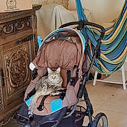 Naïa participe au concours pour gagner de l'argent avec cette photo : cat, tabby_cat, stroller, baby_stroller, indoor, wooden_cabinet, hammock, striped_hammock, floor_tiles, relaxed_cat, feline, pet, curious, furniture, domestic, cozy, resting, animal, brown, blue
