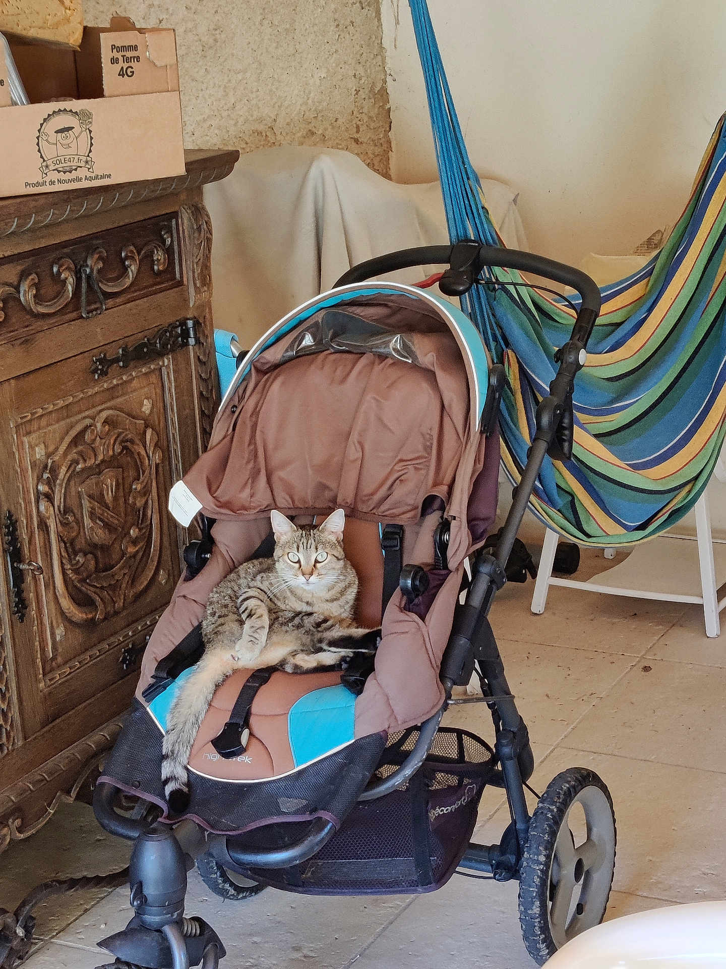 Naïa participe au concours pour gagner de l'argent avec cette photo : cat, tabby_cat, stroller, baby_stroller, indoor, wooden_cabinet, hammock, striped_hammock, floor_tiles, relaxed_cat, feline, pet, curious, furniture, domestic, cozy, resting, animal, brown, blue
