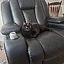 animal, black_cat, can, carpet, cat, cozy, cup_holder, domestic_cat, furniture, home, indoor, leather_chair, living_room, pet, quiet, recliner, relaxed, resting, tablecloth, wooden_chair