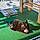 Minette