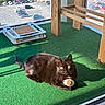 Minette participe au concours pour gagner de l'argent avec cette photo : black_cat, cat, toy, green_carpet, balcony, sunlight, shadow, wooden_furniture, window, cityscape, parked_cars, building, urban, pet, animal, fur, whiskers, relaxed, indoor_outdoor, curious