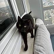 Minette a rejoint le concours — aidez-le/la à gagner de superbes lots ! black_cat, cat, windowsill, window, couch, gray_couch, indoor, city_view, urban, pet, animal, feline, curious, looking, home, daylight, reflection, glass_window, cozy, apartment