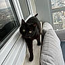 black_cat, cat, windowsill, window, couch, gray_couch, indoor, city_view, urban, pet, animal, feline, curious, looking, home, daylight, reflection, glass_window, cozy, apartment