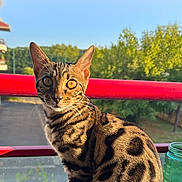 Hermès participe au concours pour gagner de l'argent avec cette photo : cat, bengal_cat, pet, outdoor, balcony, red_rail, green_jar, wooden_table, sunlight, golden_eyes, whiskers, ears, fur_pattern, sitting, portrait, close_up, lockscreen, time_display, nature, railings