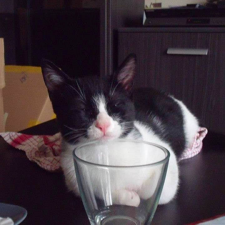 Link participe au concours pour gagner de l'argent avec cette photo : bowl, carnivore, cat, cat_supply, cup, domestic_short_haired_cat, drink, drinking, drinkware, felidae, glass, ingredient, liquid, paw, serveware, small_to_medium_sized_cats, snout, tableware, tail, whiskers