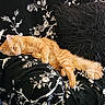 cat, orange_cat, sleeping, fluffy, couch, black_pillow, patterned_fabric, indoor, relaxing, pet, feline, cozy, resting, animal, domestic_cat, soft, fur, comfort, home, cute