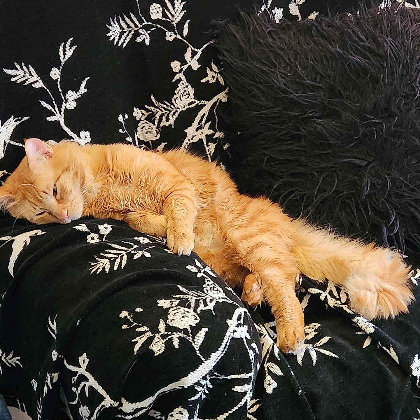 Jasper is registered to the contest to win money with this photo: cat, orange_cat, sleeping, fluffy, couch, black_pillow, patterned_fabric, indoor, relaxing, pet, feline, cozy, resting, animal, domestic_cat, soft, fur, comfort, home, cute