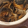 animal, cat, ceramic, closeup, comfort, cozy, curled_up, domestic, feline, fur, home, indoor, pet, relaxed, resting, sink, sleepy, striped, tabby_cat, white