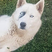 Balto participe au concours pour gagner de l'argent avec cette photo : alaskan_klee_kai, berger_blanc_suisse, canaan_dog, canadian_eskimo_dog, carnivoran, dog, dog_breed, dog_breed_group, dog_like_mammal, hokkaido, native_american_indian_dog, northern_inuit_dog, pungsan_dog, saarloos_wolfdog, sakhalin_husky, siberian_husky, sled_dog, snout, tamaskan_dog, white_shepherd