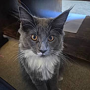 Bonnie joined the competition — help win amazing prizes! cat, animal, pet, feline, whiskers, fur, gray, white, eyes, indoor, carpet, table, curious, sitting, closeup, portrait, cute, mammal, domestic, furry
