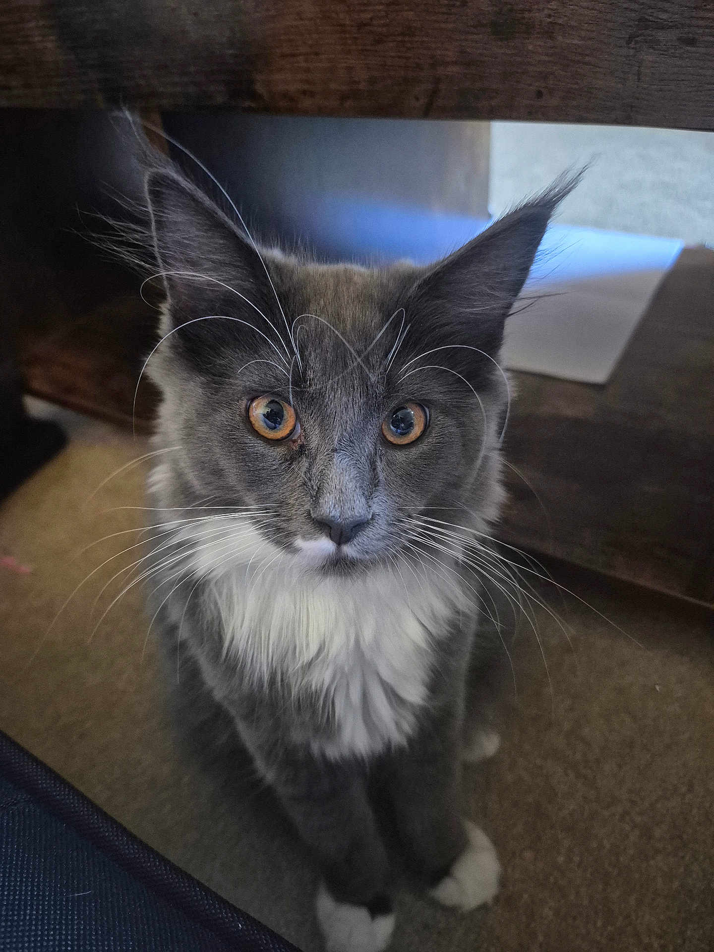 Bonnie joined the competition — help win amazing prizes! cat, animal, pet, feline, whiskers, fur, gray, white, eyes, indoor, carpet, table, curious, sitting, closeup, portrait, cute, mammal, domestic, furry