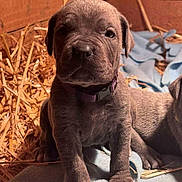 Laika a rejoint le concours — aidez-le/la à gagner de superbes lots ! puppy, dog, young, cute, blanket, straw, indoor, fur, pet, animal, collar, brown, small, sitting, face, ears, nose, paw, cozy, wooden_background