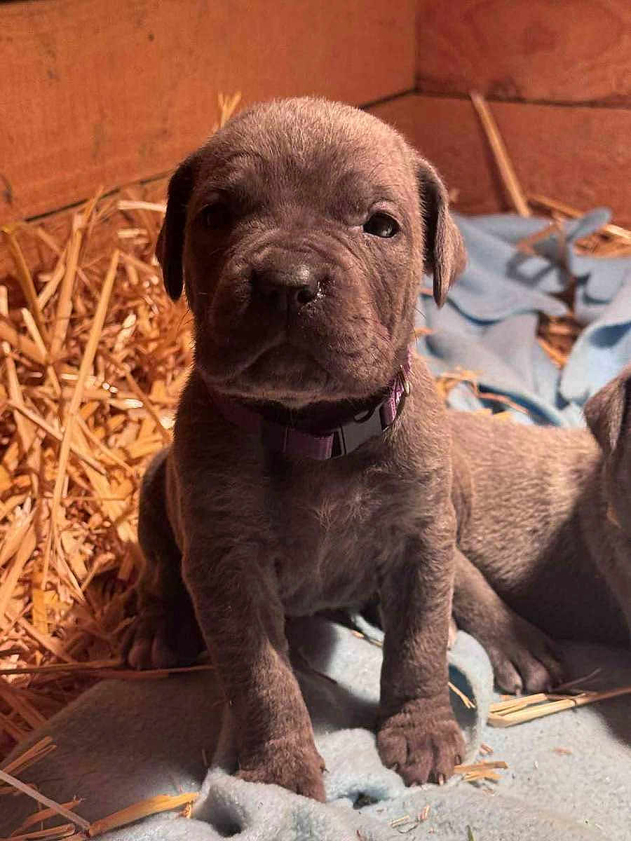 Laika a rejoint le concours — aidez-le/la à gagner de superbes lots ! puppy, dog, young, cute, blanket, straw, indoor, fur, pet, animal, collar, brown, small, sitting, face, ears, nose, paw, cozy, wooden_background