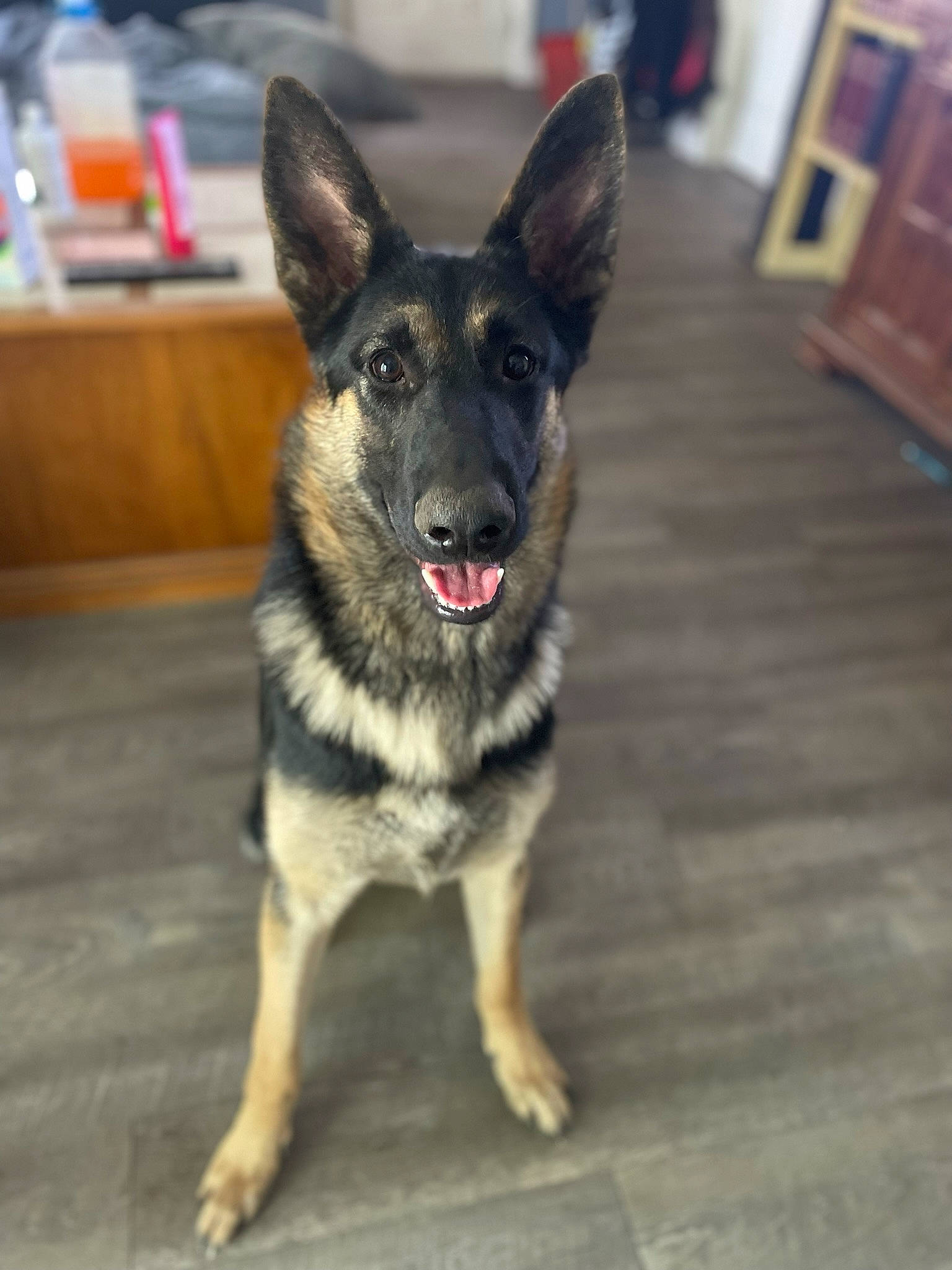 Griffin is registered to the contest to win money with this photo: canidae, carnivore, companion_dog, dog, dog_breed, dog_supply, fawn, flooring, fur, german_shepherd_dog, guard_dog, hardwood, herding_dog, snout, sporting_group, terrestrial_animal, whiskers, wood, working_animal, working_dog