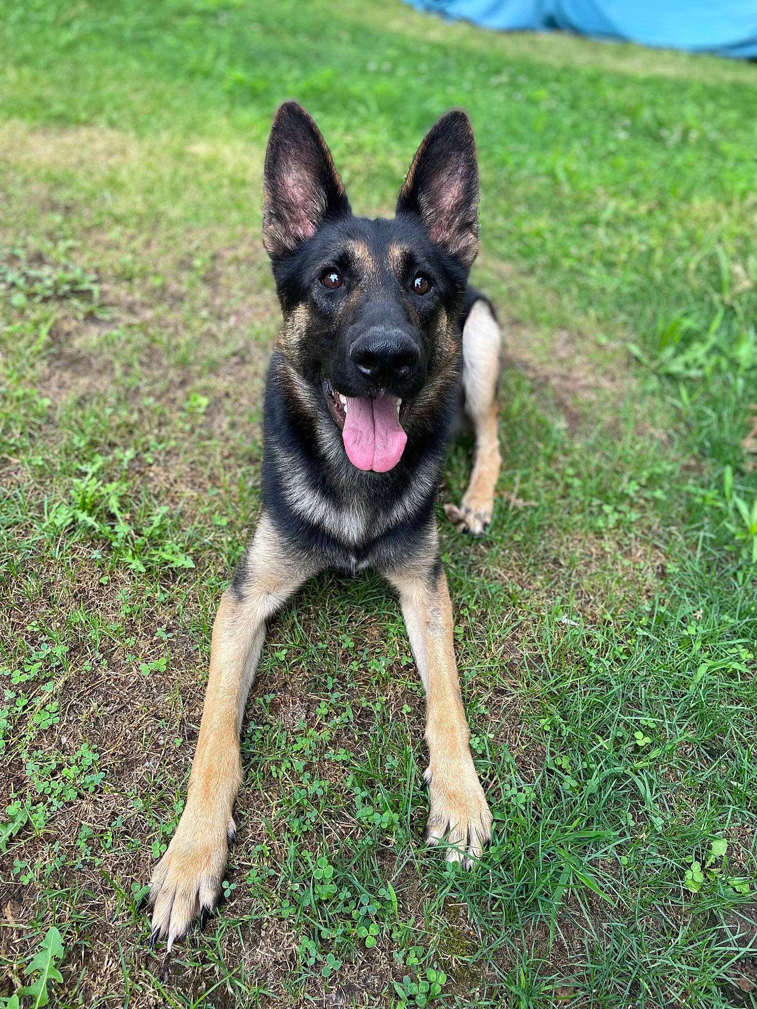Griffin joined the competition — help win amazing prizes! canidae, carnivore, companion_dog, dog, dog_breed, fawn, german_shepherd_dog, grass, grassland, groundcover, herbaceous_plant, herding_dog, lawn, plant, sky, snout, sporting_group, terrestrial_animal, working_animal, working_dog