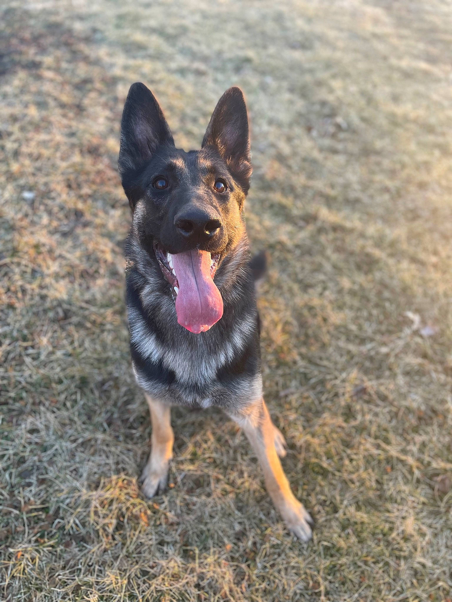 Griffin joined the competition — help win amazing prizes! art, canidae, carnivore, companion_dog, dog, dog_breed, east_european_shepherd, german_shepherd_dog, guard_dog, herding_dog, hunting_dog, sky, snout, soil, sporting_group, working_dog