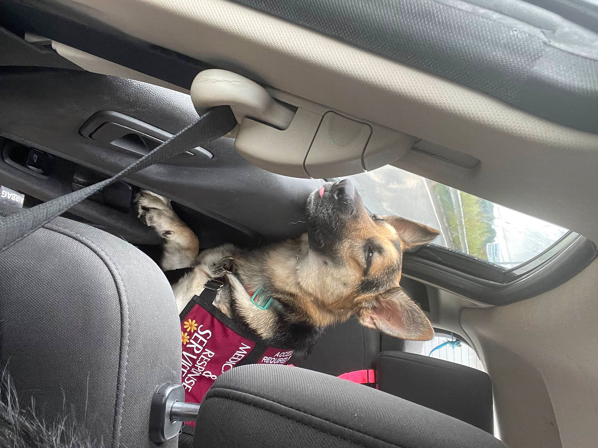 Zelda is registered to the contest to win money with this photo: auto_part, automotive_design, automotive_exterior, automotive_mirror, automotive_window_part, car, car_seat, car_seat_cover, carnivore, dog, fixture, head_restraint, motor_vehicle, personal_luxury_car, steering_part, steering_wheel, tints_and_shades, vehicle, vehicle_door, window