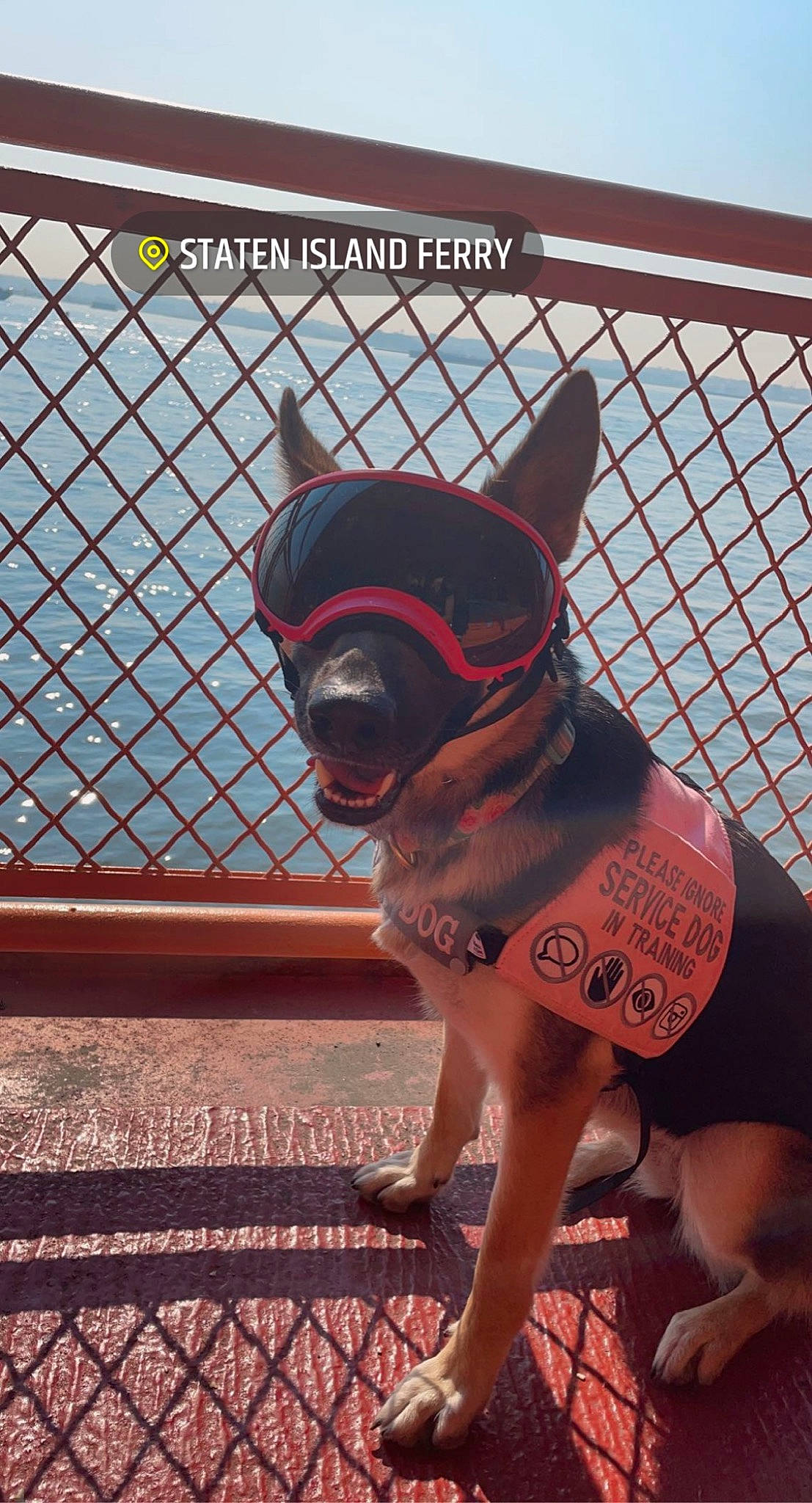 Zelda joined the competition — help win amazing prizes! carnivore, companion_dog, dog, dog_breed, dog_clothes, dog_supply, fawn, fence, leash, magenta, mesh, pattern, pet_supply, pink, sky, snout, sporting_group, toy_dog, wood, working_animal