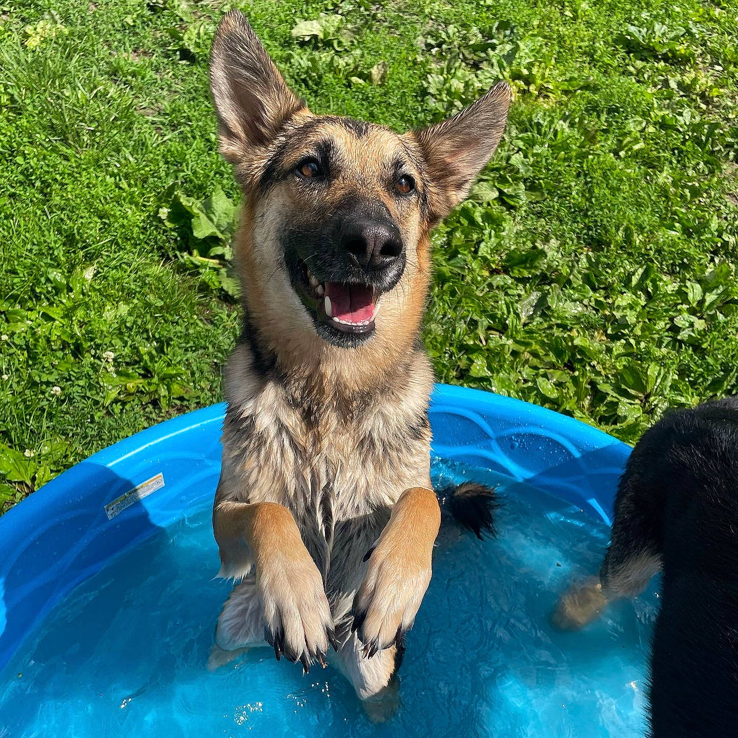 Zelda joined the competition — help win amazing prizes! carnivore, companion_dog, dog, dog_breed, east_european_shepherd, fawn, fun, german_shepherd_dog, grass, herding_dog, leisure, plant, sporting_group, terrestrial_animal, water, working_animal, working_dog