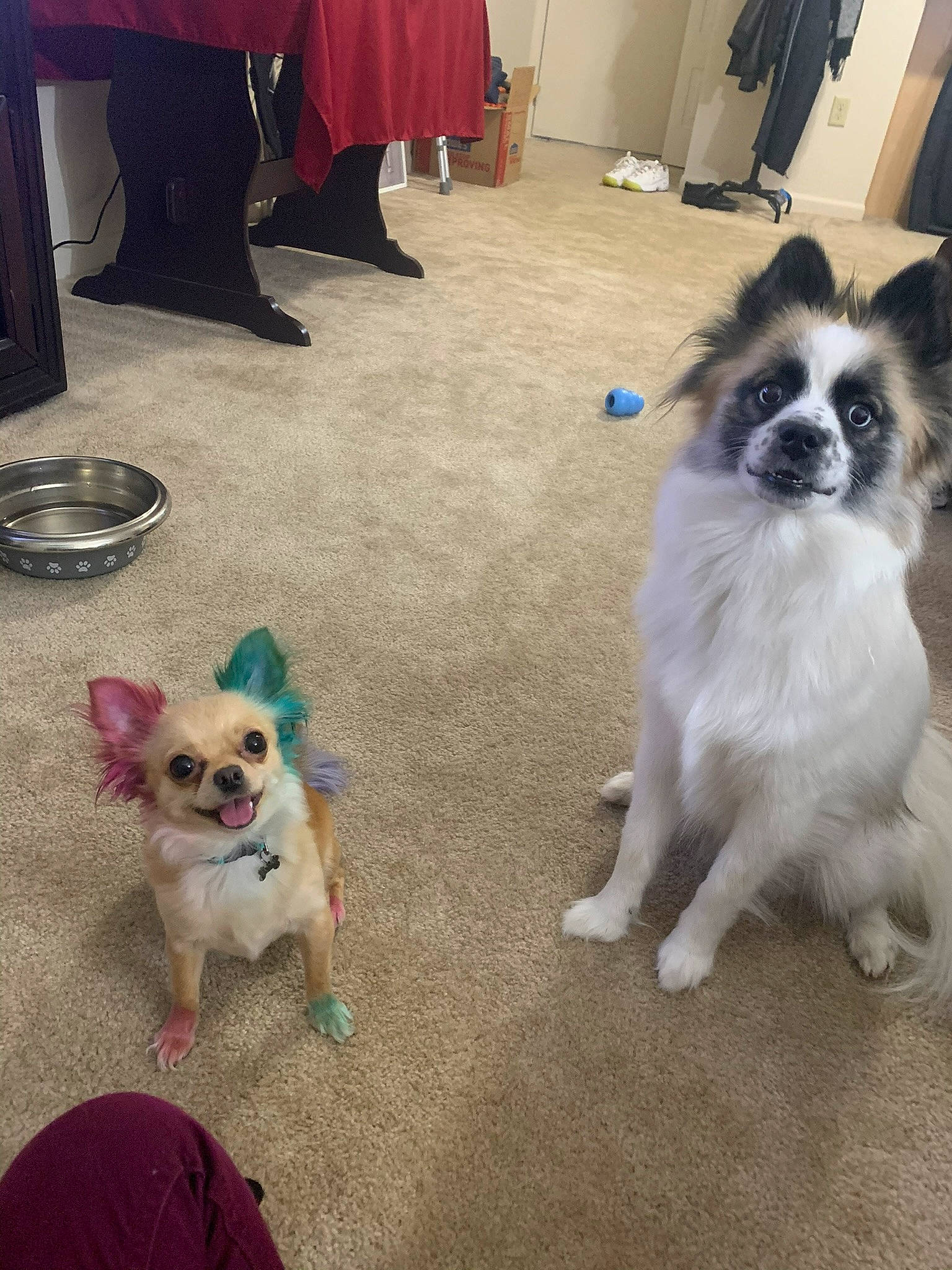 Penelope is registered to the contest to win money with this photo: canidae, carnivore, companion_dog, dog, dog_breed, dog_supply, event, fawn, floor, flooring, fur, pet_supply, photograph, snapshot, snout, sporting_group, tail, toy_dog, white, working_animal