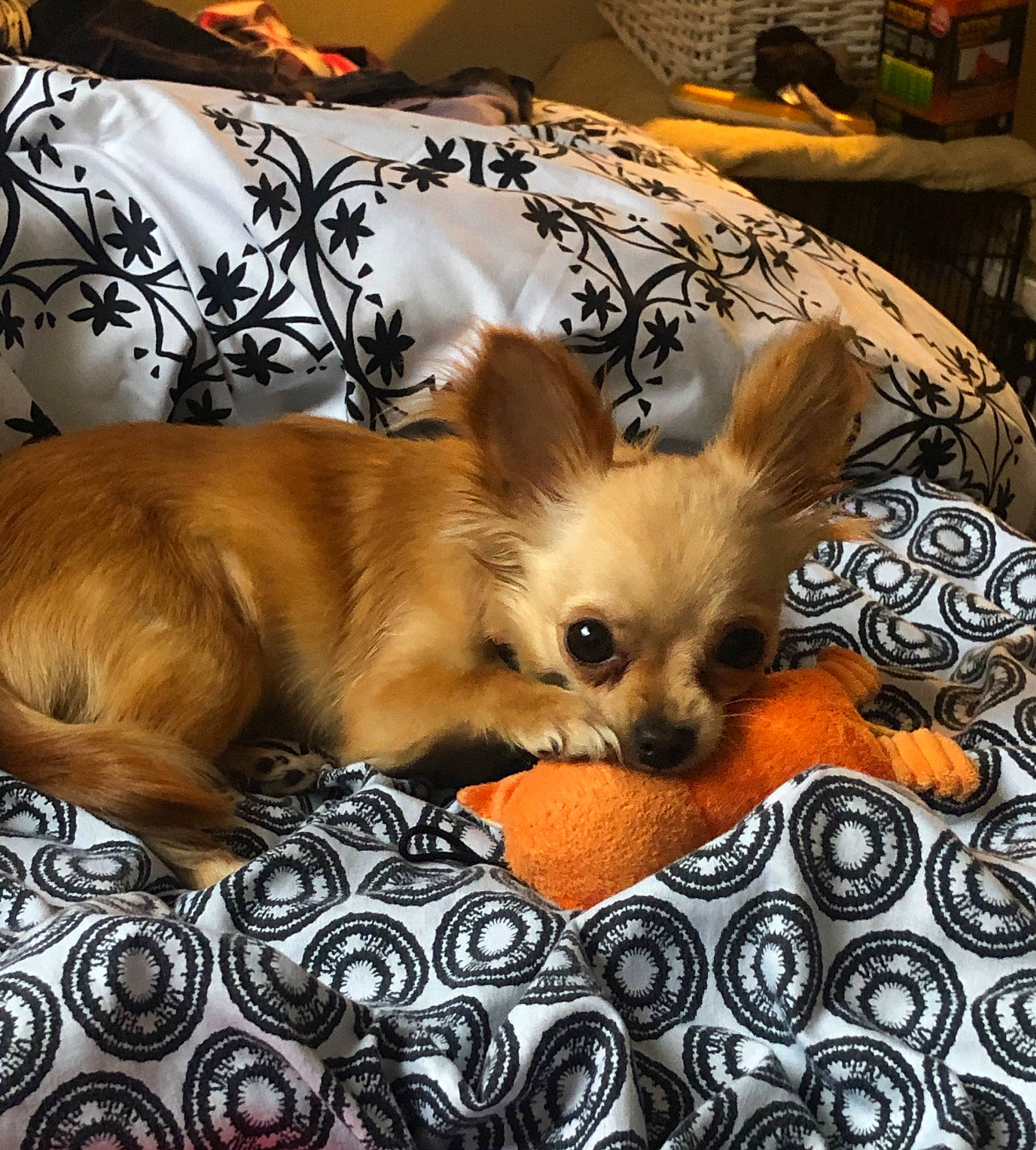 Penelope is registered to the contest to win money with this photo: bed, canidae, carnivore, chihuahua, comfort, companion_dog, corgi_chihuahua, dog, dog_breed, dog_supply, fawn, fur, linens, liver, non_sporting_group, pillow, room, snout, toy_dog, whiskers
