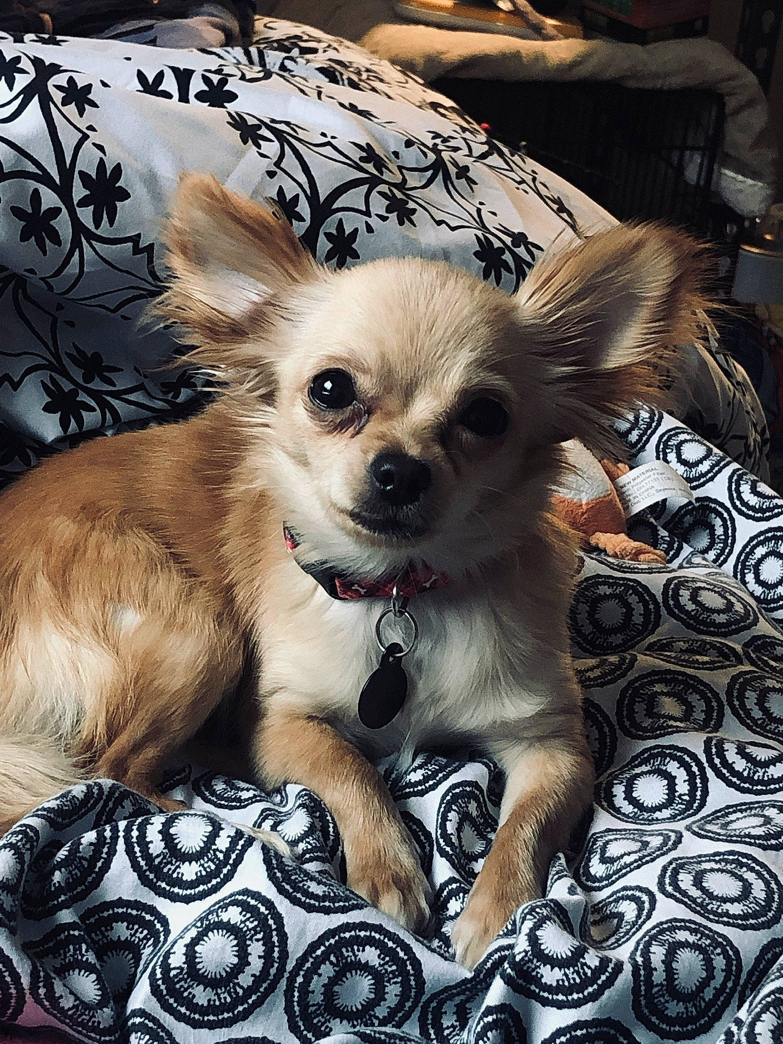 Penelope joined the competition — help win amazing prizes! canidae, carnivore, chihuahua, companion_dog, dog, dog_breed, dog_supply, fashion_accessory, fawn, fur, non_sporting_group, puppy, russkiy_toy, sporting_group, terrestrial_animal, toy_dog, whiskers