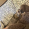 kitten, cat, tabby, sleeping, napping, furry, pet, animal, cute, cozy, blanket, plush_toy, stuffed_animal, bed, indoor, portrait, relaxed, whiskers, closed_eyes, cuddling