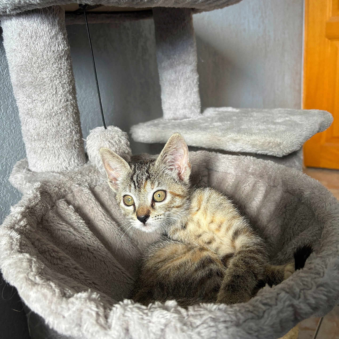 Stella participe au concours pour gagner de l'argent avec cette photo : cat, kitten, tabby, pet, animal, feline, green_eyes, whiskers, ears, fur, striped_fur, sitting, resting, cat_tree, scratching_post, plush, indoor, home, portrait, cute