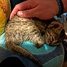 cat, sleeping, pet, fur, brown_cat, animal, hand, petting, cushion, blue_cushion, indoors, relaxed, nap, closed_eyes, whiskers, tail, cozy, home, portrait, cute