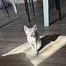 Stella a rejoint le concours — aidez-le/la à gagner de superbes lots ! cat, kitten, tabby, animal, pet, sitting, indoors, sunlight, sunbeam, wooden_floor, floor, table, chair, furniture, shadow, whiskers, ears, green_eyes, portrait, home