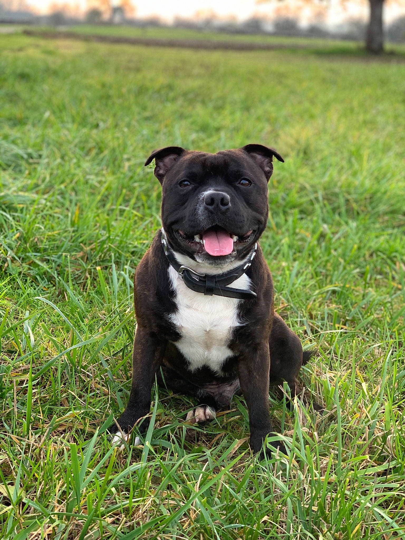 Olaf participe au concours pour gagner de l'argent avec cette photo : american_bulldog, american_pit_bull_terrier, american_staffordshire_terrier, canidae, carnivore, companion_dog, dog, dog_breed, fawn, mammal, non_sporting_group, pit_bull, plant, rare_breed_dog, renascence_bulldogge, snout, sporting_group, staffordshire_bull_terrier, terrier, vertebrate