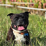 Olaf a rejoint le concours — aidez-le/la à gagner de superbes lots ! dog, black_dog, white_chest, tongue_out, smiling, collar, grass, outdoor, sunlight, pet, animal, nature, happy, closeup, canine, field, daylight, tag, ears_up, relaxed