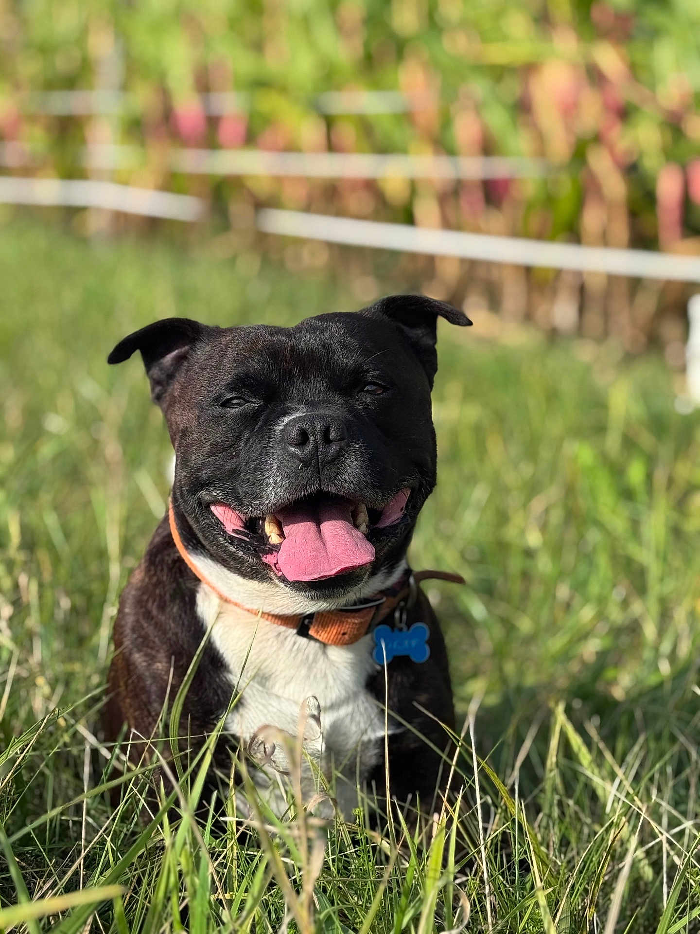 Olaf a rejoint le concours — aidez-le/la à gagner de superbes lots ! dog, black_dog, white_chest, tongue_out, smiling, collar, grass, outdoor, sunlight, pet, animal, nature, happy, closeup, canine, field, daylight, tag, ears_up, relaxed