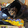 kitten, cat, tortoiseshell, bag, candy, table, chore_chart, kitchen, snacks, black_bag, curious, pet, indoor, colorful, plastic_bag, food_packaging, eyes, whiskers, tablecloth, animal