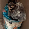 cat, tortoiseshell_cat, toilet_paper, plastic_wrapping, packaging, curious, indoor, floor, tile_floor, brown_wall, pet, animal, feline, looking, sitting, container, close_up, household_item, cozy, hiding