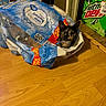 cat, plastic_pack, water_bottles, wooden_floor, mountain_dew_box, indoor, pet, curious, animal, container, floor, peeking, hydration, packaging, domestic, playful, black_cat, yellow_eyes, home, bottle_pack