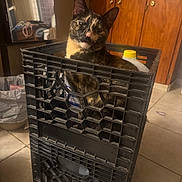 Luna joined the competition — help win amazing prizes! cat, tortoiseshell, crate, plastic_crate, indoor, household, tile_floor, cabinet, bottle, yellow_cap, reflection, window, clutter, domestic, pet, curious, sitting, container, feline, cozy