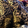 cat, tortoiseshell_cat, blanket, leopard_print, fur, indoor, cozy, animal, pet, resting, cute, curious, feline, pattern, warm_lighting, living_room, couch, relaxing, closeup, soft