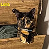 cat, tortoiseshell_cat, drawer, wooden_furniture, pet, indoor, cozy, curious, animal, feline, wide_eyes, paw, collar, cute, resting, domestic_cat, furniture, home, curiosity, close_up