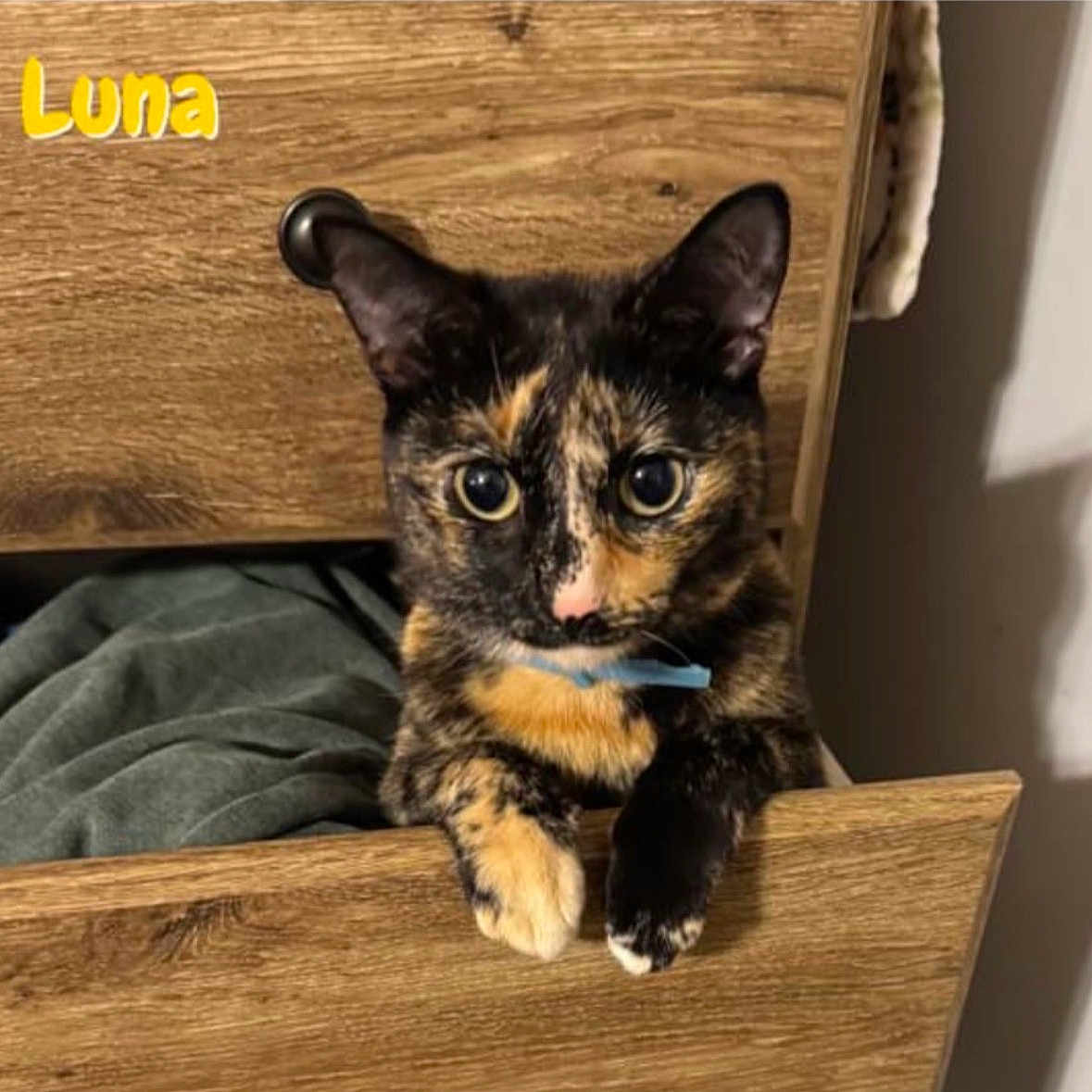 Luna is registered to the contest to win money with this photo: cat, tortoiseshell_cat, drawer, wooden_furniture, pet, indoor, cozy, curious, animal, feline, wide_eyes, paw, collar, cute, resting, domestic_cat, furniture, home, curiosity, close_up