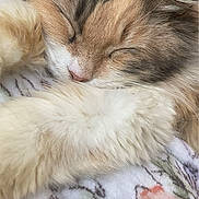 Rain joined the competition — help win amazing prizes! cat, sleeping, fluffy, fur, closeup, animal, pet, resting, cozy, blanket, soft, cute, whiskers, paws, feline, indoor, calm, relaxed, face, nose