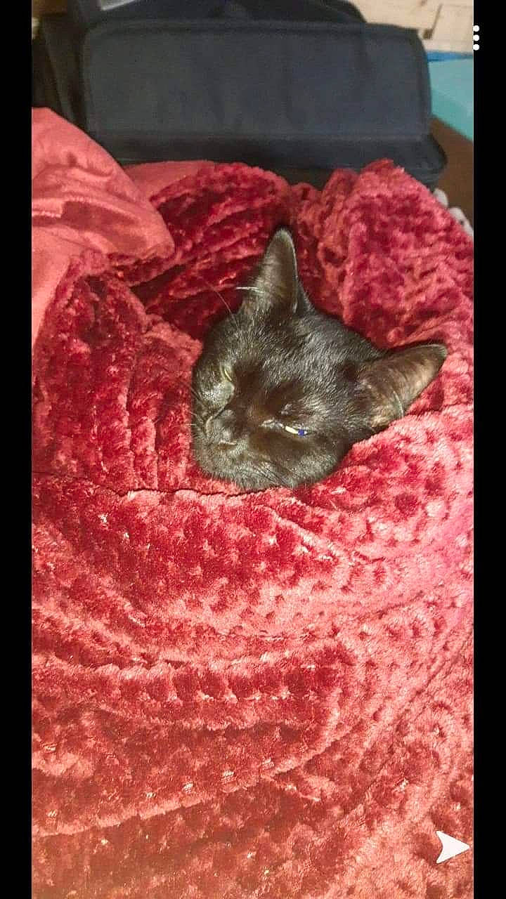 Popcorn participe au concours pour gagner de l'argent avec cette photo : art, cat, felidae, flesh, fur, pink, small_to_medium_sized_cats