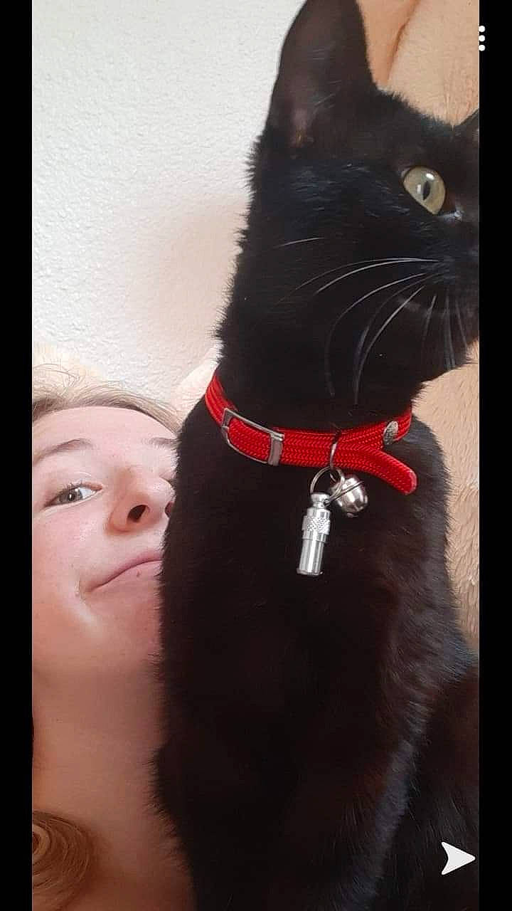 Popcorn participe au concours pour gagner de l'argent avec cette photo : asian, black, black_cat, black_hair, bombay, carnivore, cat, collar, ear, felidae, fur, small_to_medium_sized_cats, snout, tail, whiskers