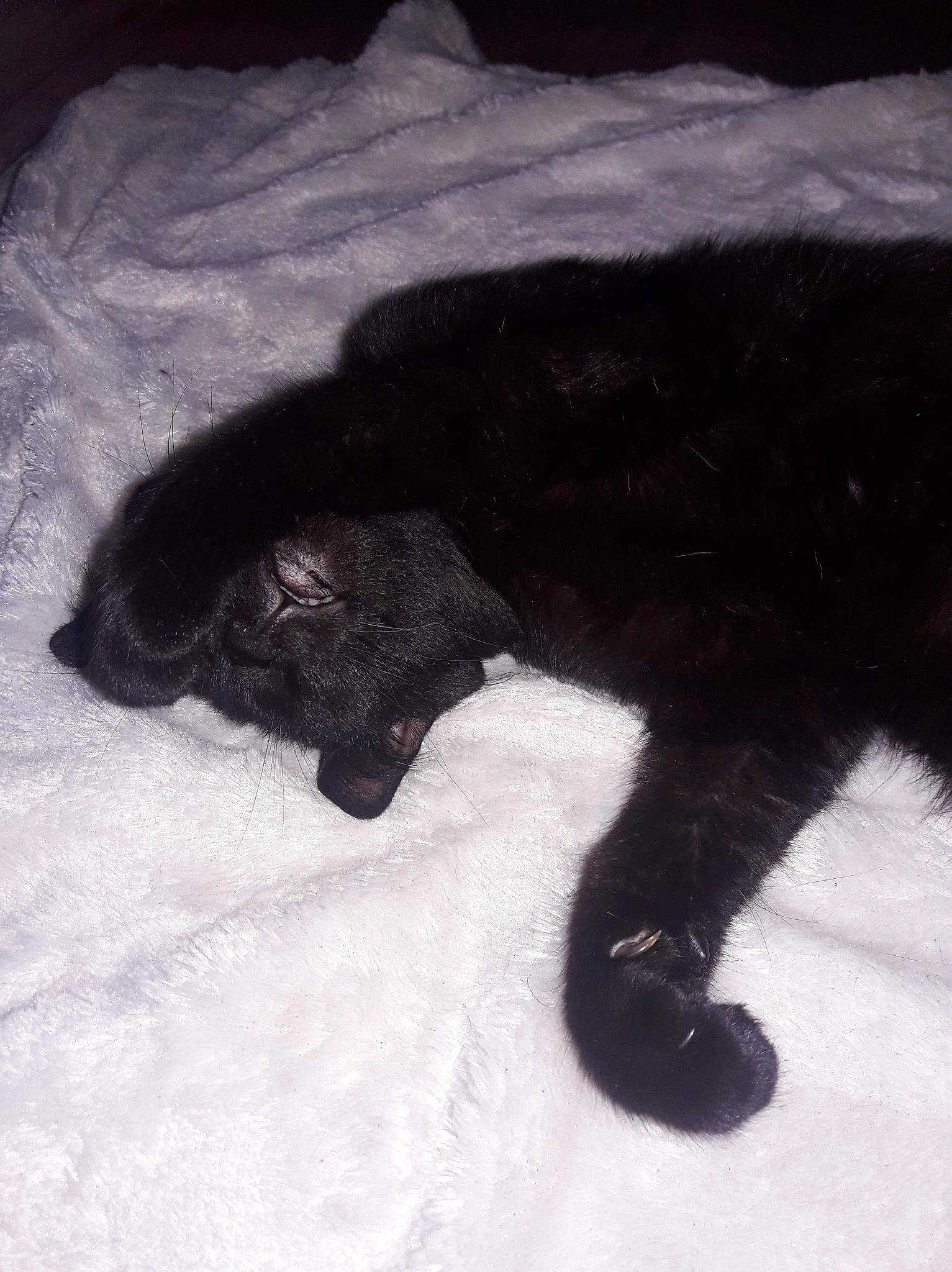 Popcorn a rejoint le concours — aidez-le/la à gagner de superbes lots ! black, black_cat, canidae, carnivore, cat, claw, felidae, fur, small_to_medium_sized_cats, snout, sporting_group, tail, whiskers