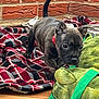 puppy, dog, brindle, collar, plush_toy, frog_toy, blanket, plaid, red, black, wood_floor, brick_wall, indoor, pet, playful, curious, young, animal, floor, toy